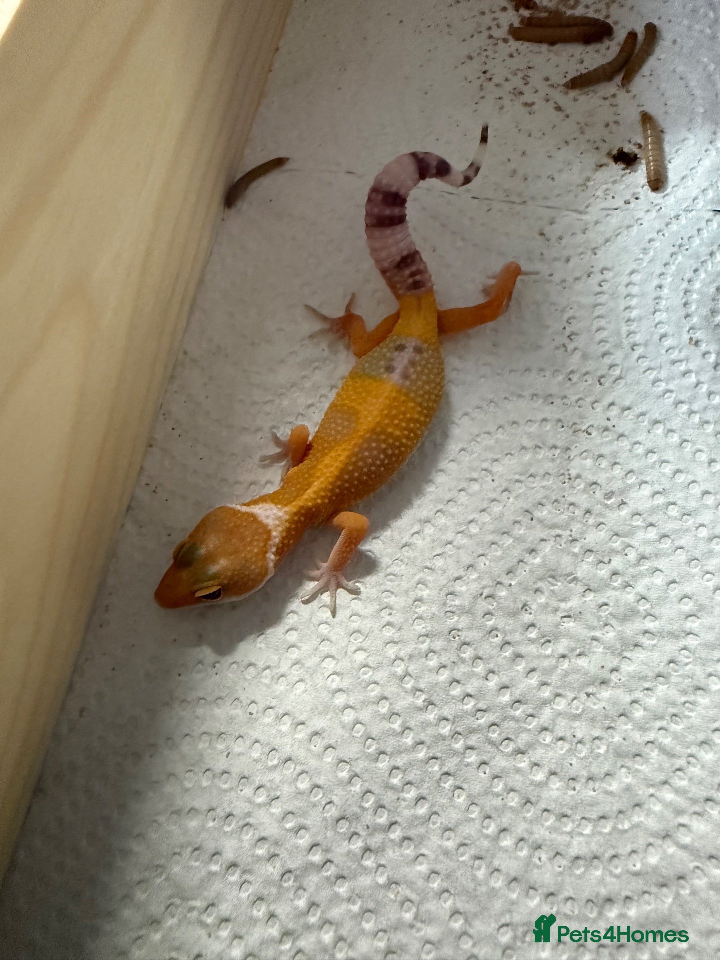 Leopard Gecko reptiles for sale: Leopard geckos - Advert 2