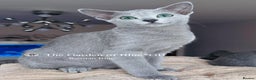 Russian Blue cats for sale: Adorable 6-Month-Old Russian Blue Kittens - Advert 14