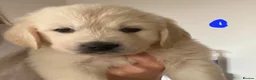 Golden Retriever dogs for sale: Outstanding Show Line KC Golden Retriever Puppies  - Advert 21