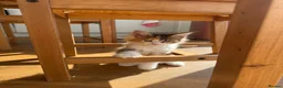 Maine Coon cats for sale: Beautiful Maine Coon Kittens – Born 19 June 2026 - Advert 8