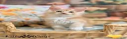 Maine Coon cats for sale: 🐾🦁 *TICA REG* GINGER MAINE COON KITTENS🦁🐾 - Advert 11