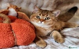 British Shorthair cats for sale: GOLDEN & COLOURPOINT BSH KITTENS, READY TO GO! - Image 14