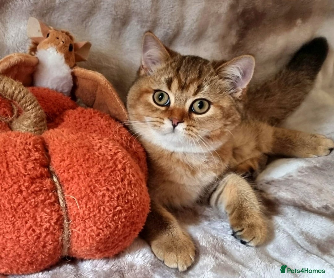 British Shorthair cats for sale: GOLDEN & COLOURPOINT BSH KITTENS, READY TO GO! - Image 14