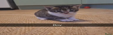 Bengal 2