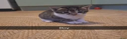 Bengal cats for sale: Bengal mix babies READY FROM MONDAY - Advert 8