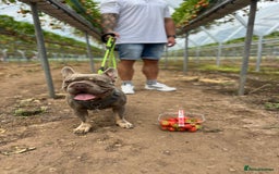 French Bulldog dogs for sale: ** male French bulldog - Image 7