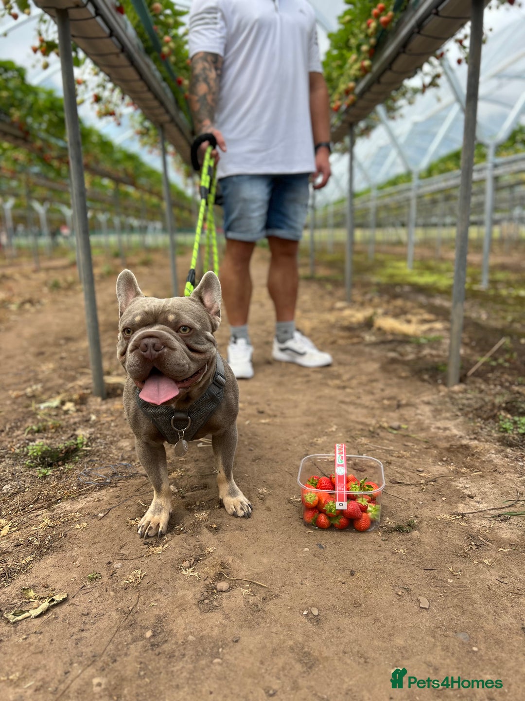 French Bulldog dogs for sale: ** male French bulldog - Image 7