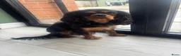 Cavalier King Charles Spaniel dogs for sale: KC registered health tested female - Advert 4
