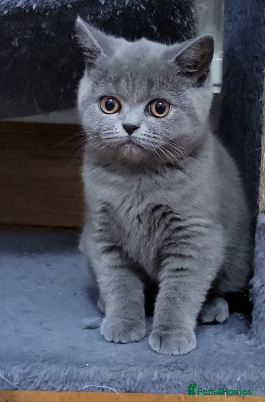 British Shorthair cats for sale: Beautifully british shorthair  kittens ready to go - Image 16