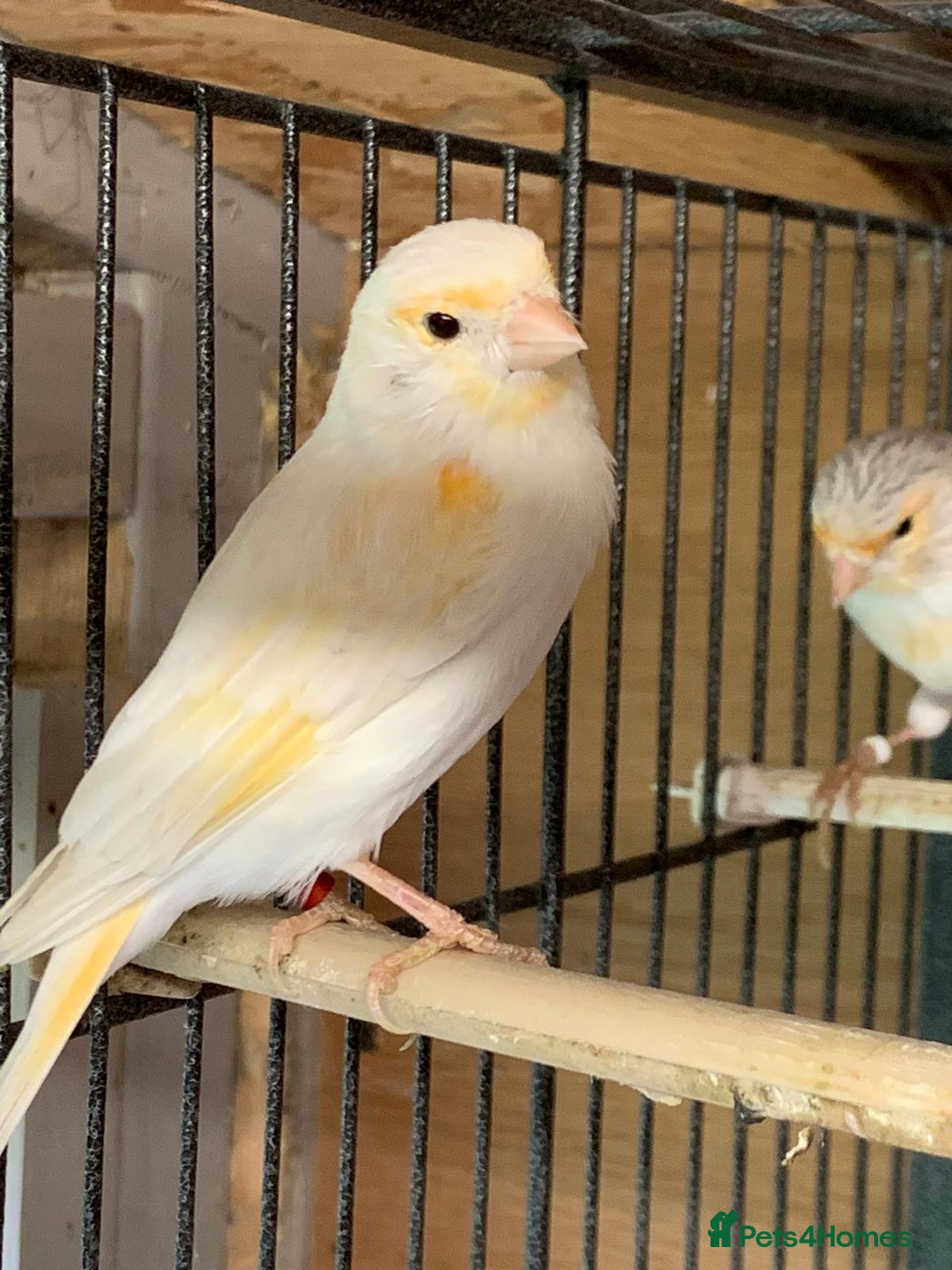 Parrots birds for sale: Xxx BIRDS/PARAKEETS/PARROTS xxX - Advert 30