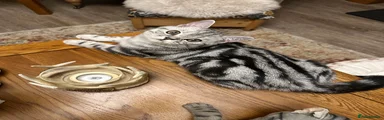 British Shorthair 1