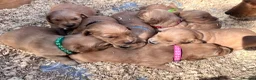 Golden Retriever dogs for sale: Loving, family raised golden retriever puppies  - Advert 20