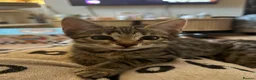 Bengal cats for sale: Soft fluffy bengals - Advert 11