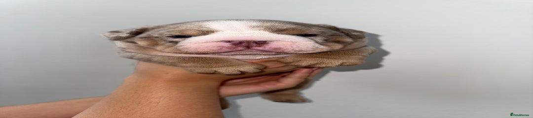 English Bulldog Puppy 2