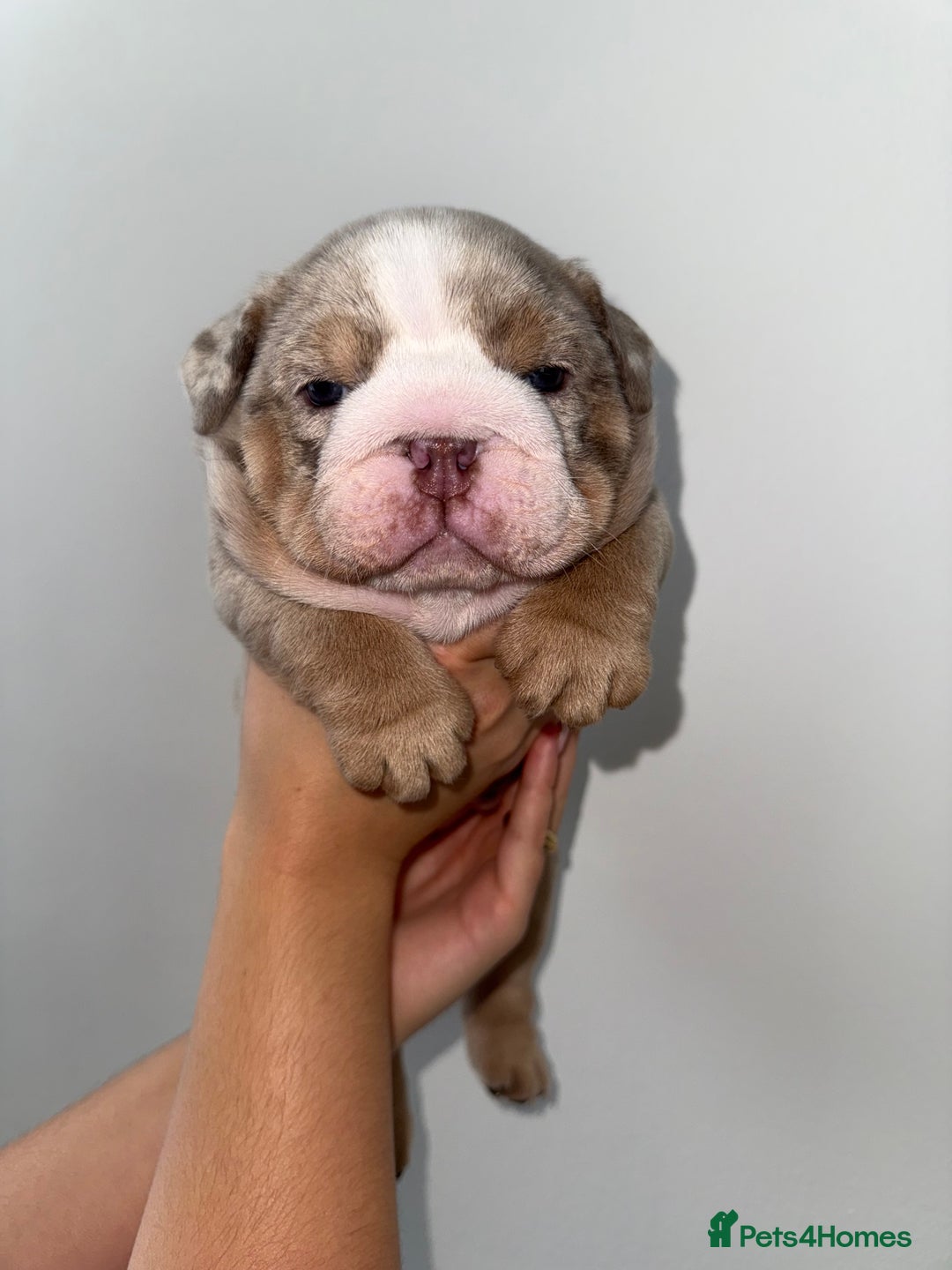 English Bulldog dogs for sale: Beautiful Lilac Tri English Bulldogs - Image 3