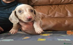 Dachshund dogs for sale: Beautiful Dachshunds - Image 2