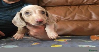 Dachshund dogs - Advert 3