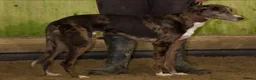 Lurcher dogs for sale: Top quality Lurcher puppies - Advert 30