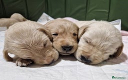 Golden Retriever dogs for sale: Gorgeous Golden Retriever Puppies - Image 5