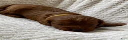 Cockapoo dogs for sale: DNA Clear 6 Gorgeous Dark Red F1 Cockapoo puppies - Advert 23