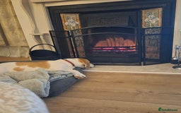 Beagle dogs for sale: Lemon Beagle - Advert 1