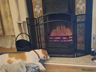 Beagle dogs for sale: Lemon Beagle - Advert 1