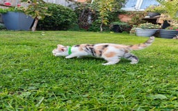 Mixed Breed cats for sale: Cute Bengal mix Kittens looking for loving homes🐱 - Image 22