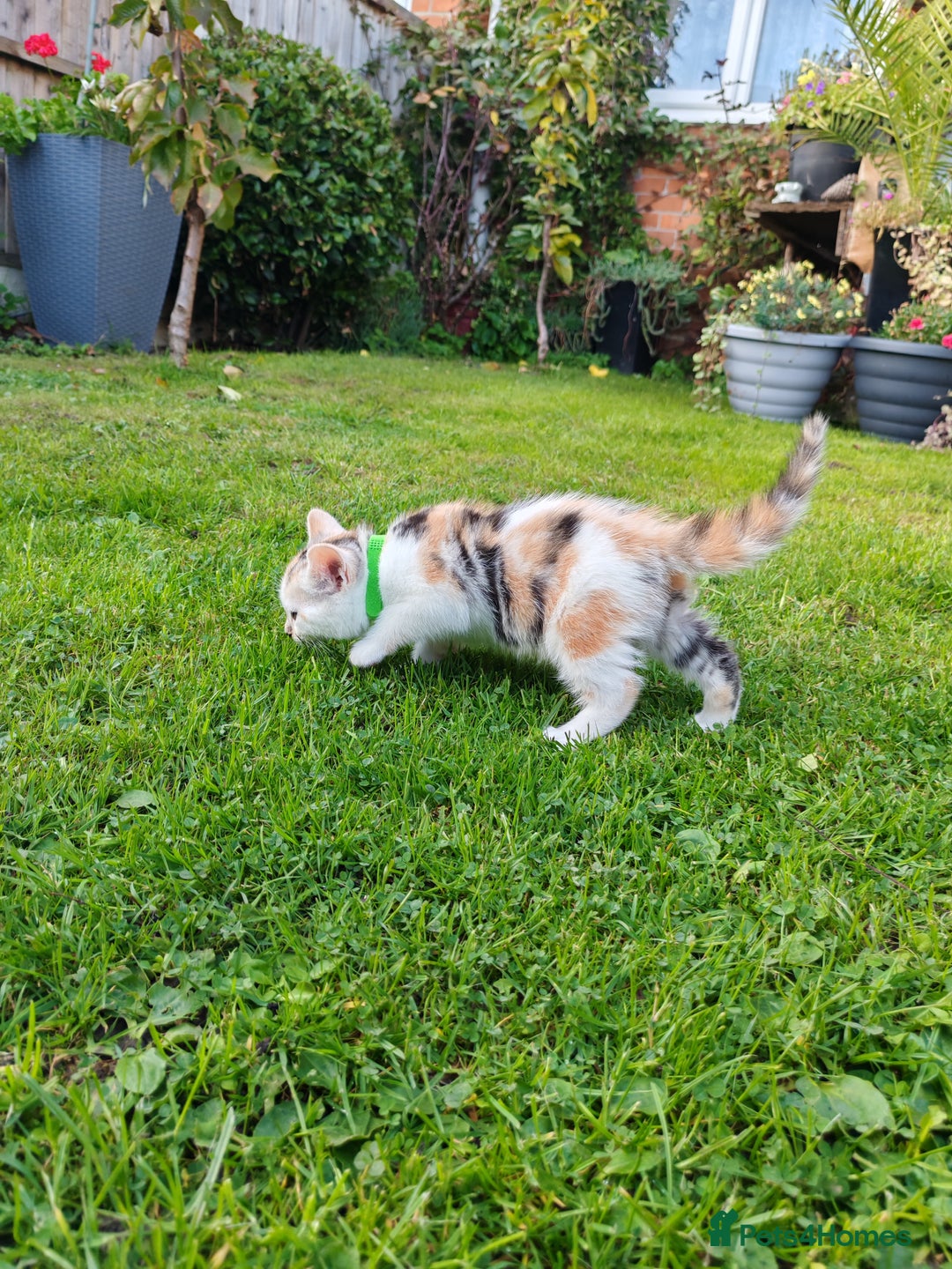 Mixed Breed cats for sale: Cute Bengal mix Kittens looking for loving homes🐱 - Image 22