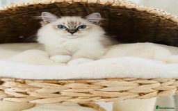 Ragdoll cats for sale: 💜GCCF Family Raised 💜 ragdoll kitten 🐾 - Image 3