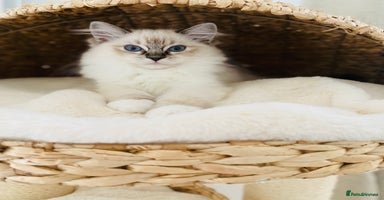 Ragdoll cats - Advert 10