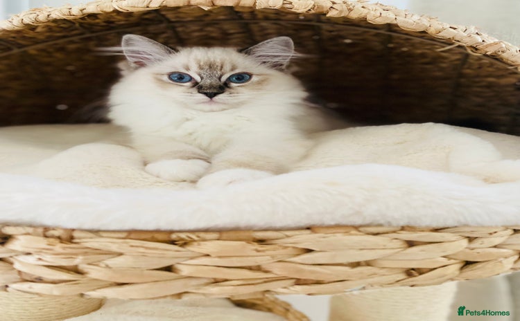 Ragdoll cats - Advert 11