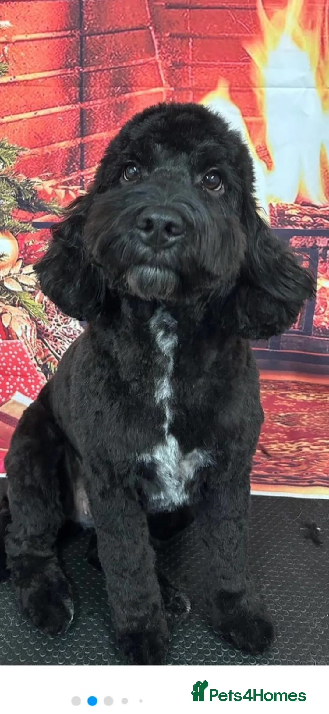 Cockapoo dogs for sale: F1b Cockapoo pups  in Ballater - Advert 1