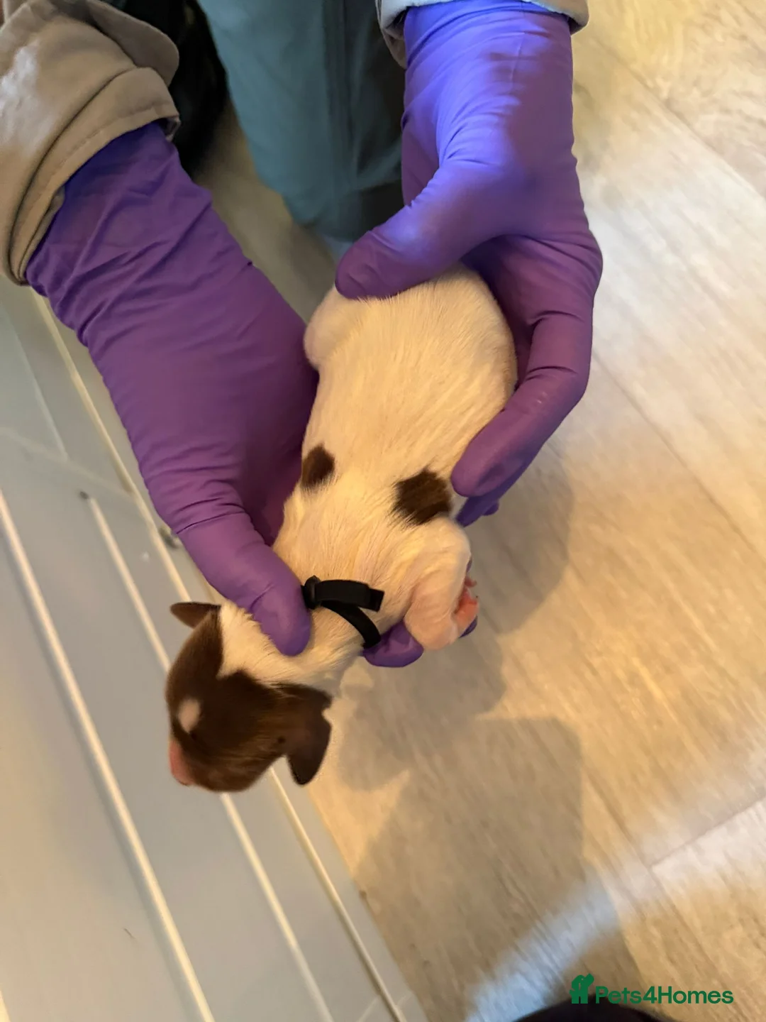 English Springer Spaniel dogs for sale:  Health tested Springer Spaniel puppies - Advert 31