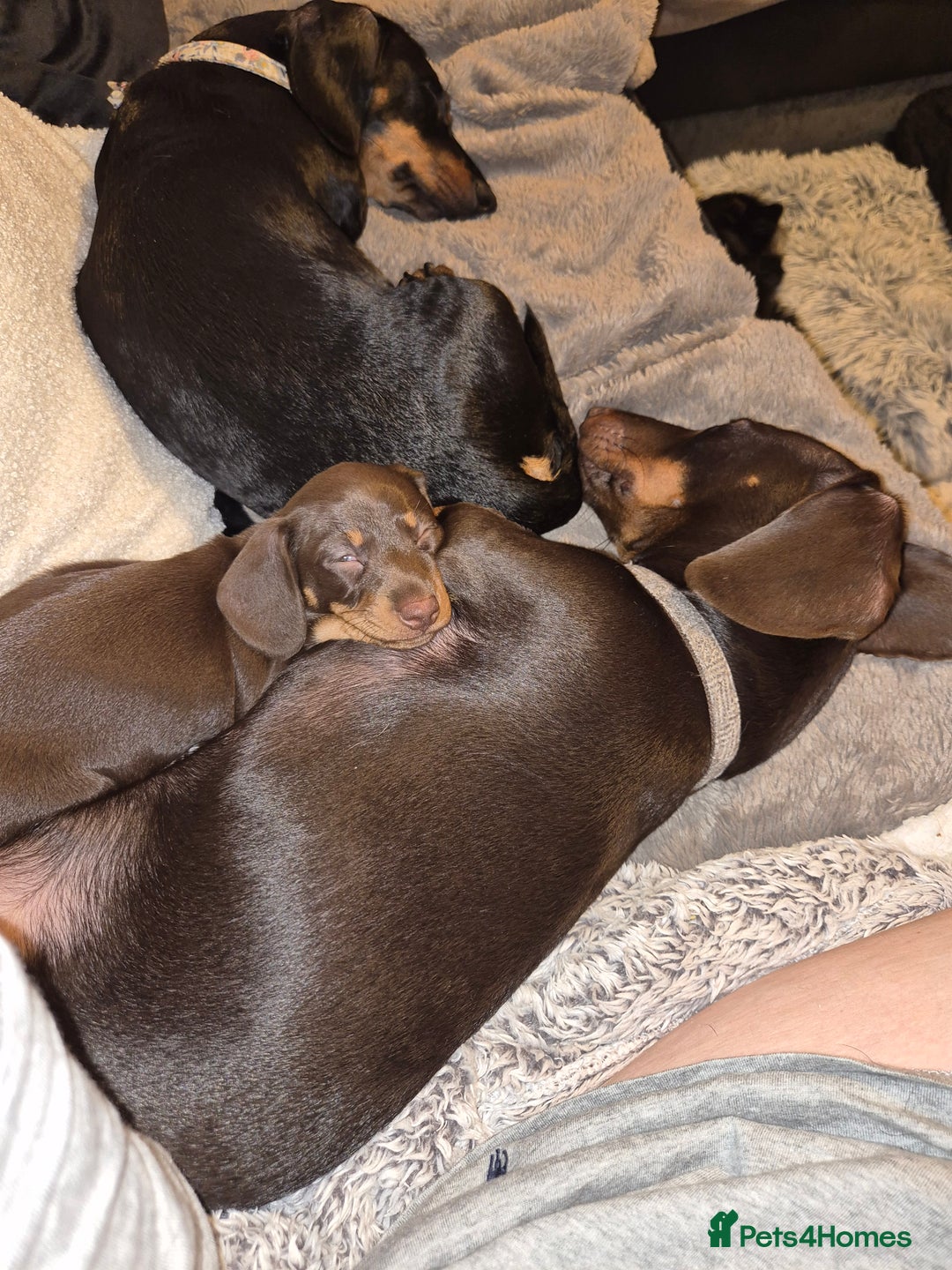 Miniature Dachshund dogs for sale: Female miniature dachshund  - Advert 8