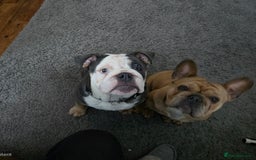 Mixed Breed dogs for sale: Mum frenchie dad English bulldog  - Image 9