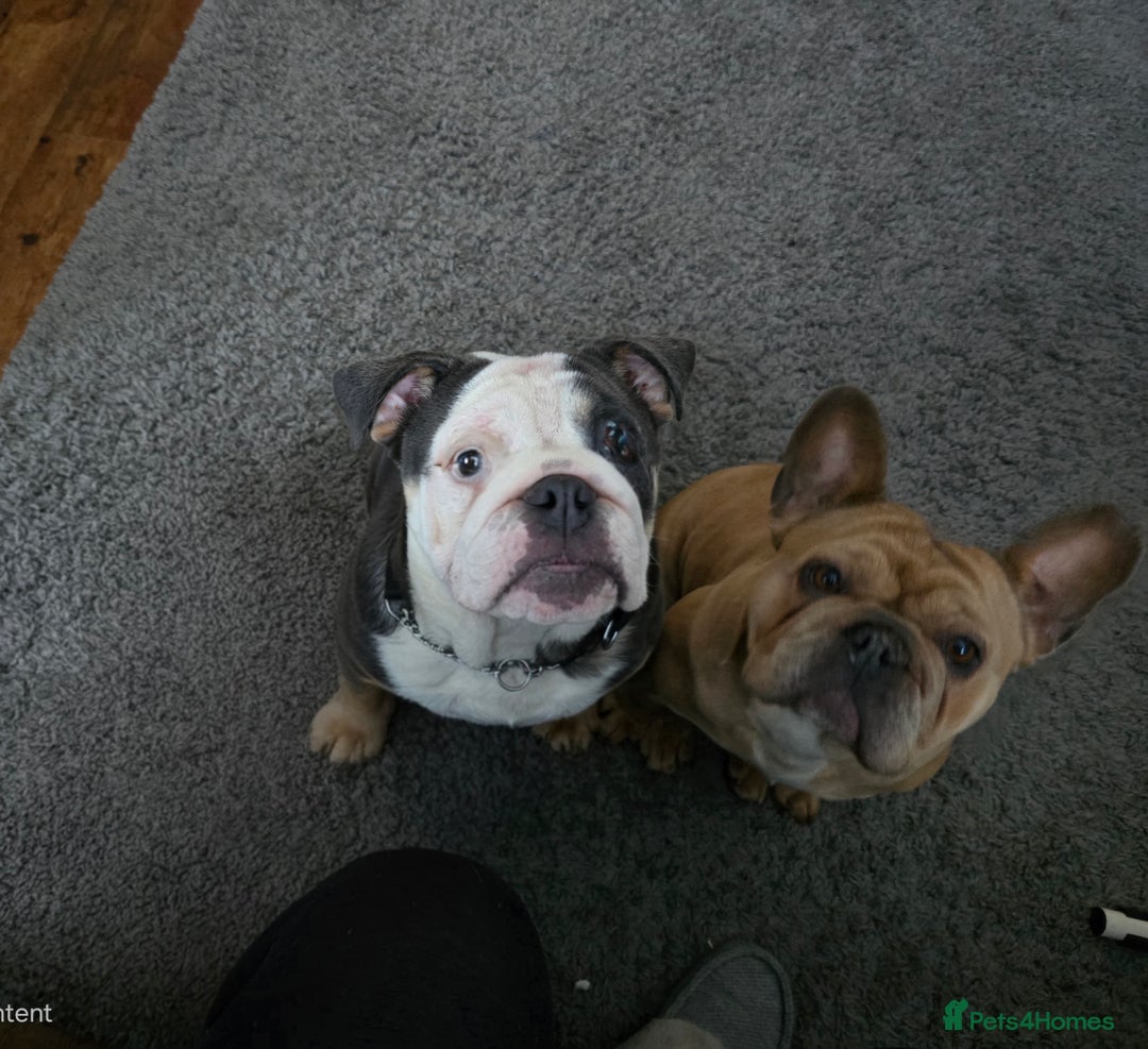 Mixed Breed dogs for sale: Mum frenchie dad English bulldog  - Image 9