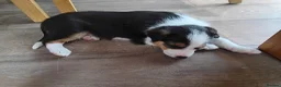 Border Collie dogs for sale: Border collie pups for sale - Advert 10