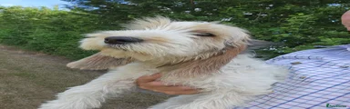 Basset Griffon Vendeen 1