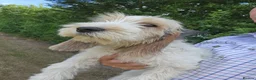 Basset Griffon Vendeen dogs for sale: Griffon grand bassets  - Advert 3