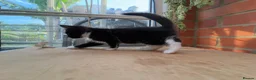 Korat cats for sale: Kittens for Sale – Price Negotiable 🐾 - Advert 25