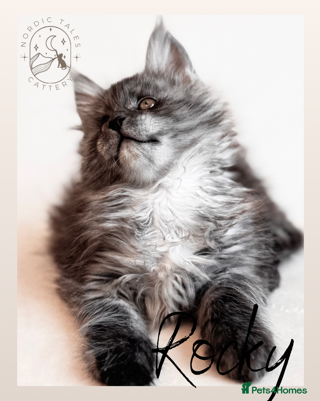 Maine Coon cats for sale: High Smoke, Smoke & Tabby Maine Coons - Advert 8