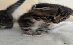 Mixed Breed cats for sale: Scottish fold mixed breed - Image 22