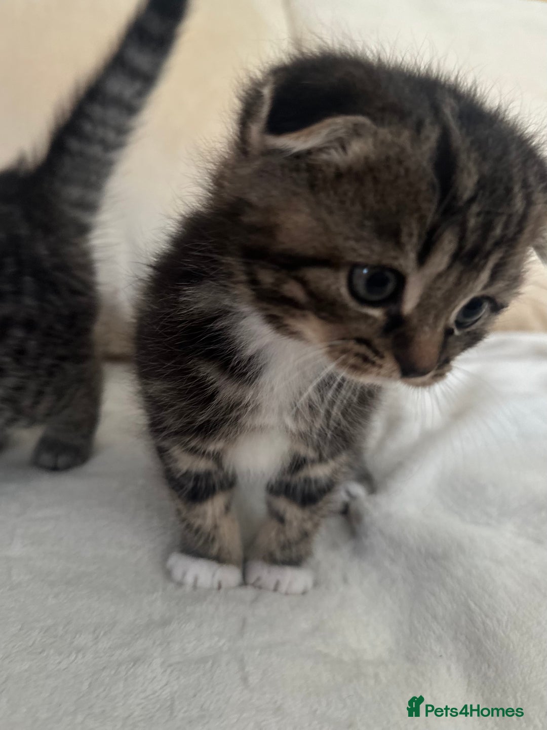 Mixed Breed cats for sale: Scottish fold mixed breed - Image 22