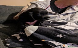 Cocker Spaniel dogs for sale: Beautiful cocker spaniel pups - Image 14