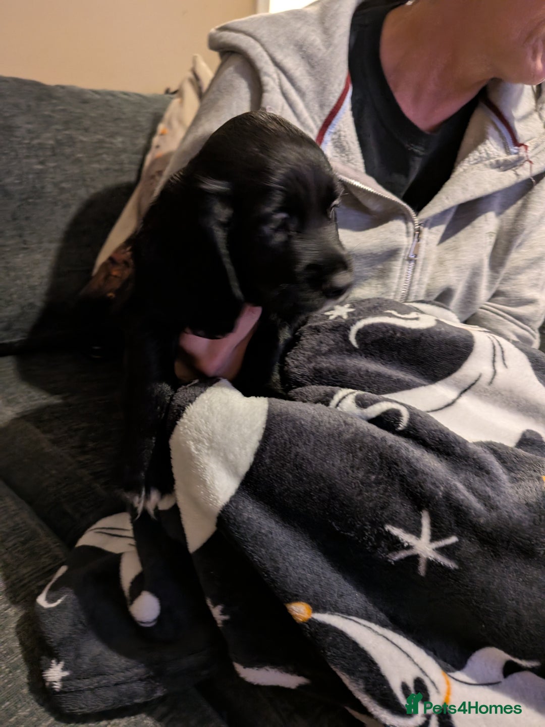 Cocker Spaniel dogs for sale: Beautiful cocker spaniel pups - Image 14