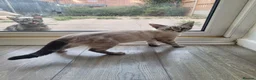 Bengal cats for sale: Stunning white bengal - Advert 2
