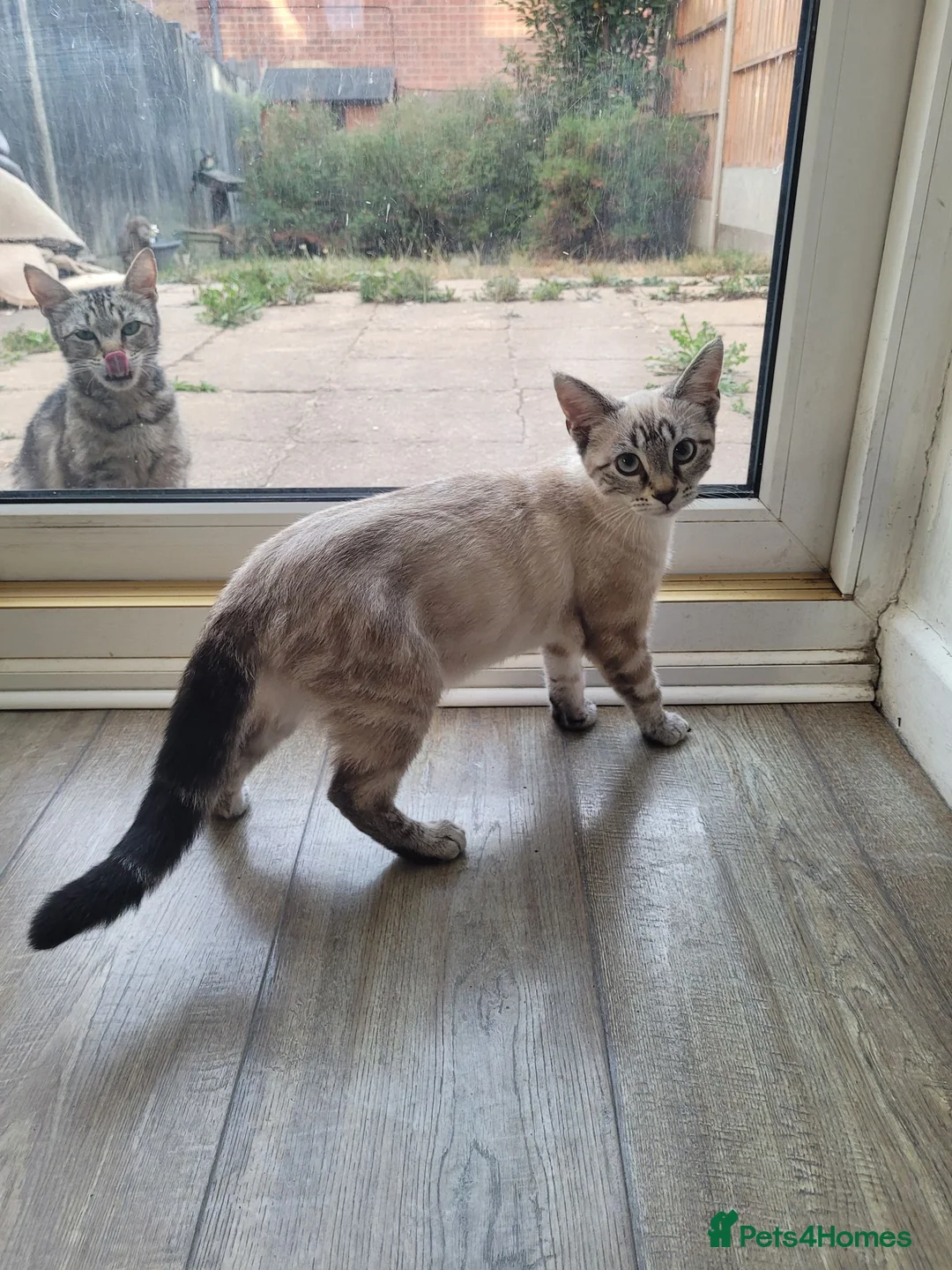 Bengal cats for sale: Stunning white bengal - Advert 2