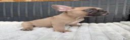 French Bulldog dogs for sale: 2 GIRLS LEFT REDUCED - French Bulldog Puppies 💕 - Advert 12