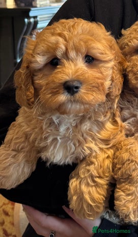 Cavachon dogs - Advert 2