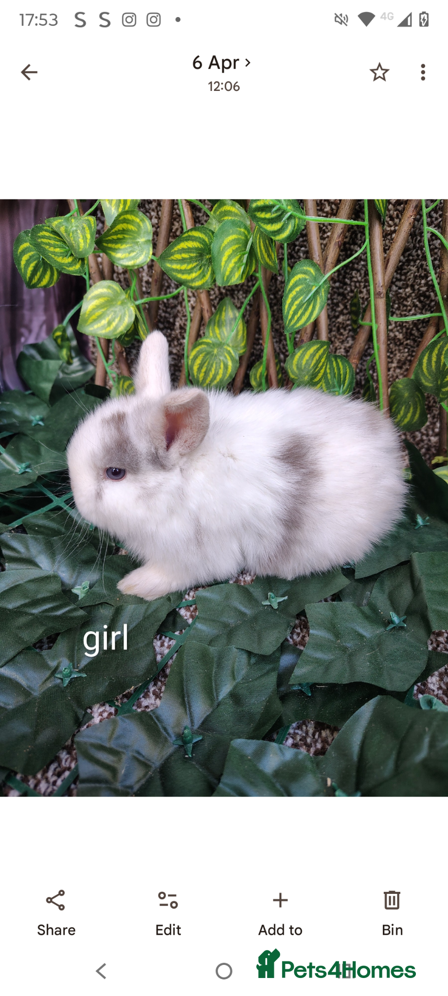 Mini Lop rabbits Mini lop babies carrying plush  - Advert 6
